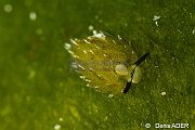Mollusques - Molluscs
